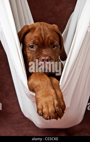 Bordeaux Mastiff or French Mastiff puppy lying in a hanigng white blanket