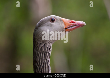 Greylag goose head shot Stock Photo