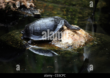 Common snakeneck turtle (Chelodina longicollis), resting, rock, water, Australia Stock Photo