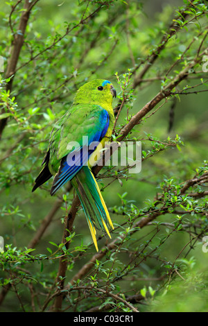 Orange-bellied Parrot (Neophema chrysogaster), adult, on tree, Australia Stock Photo