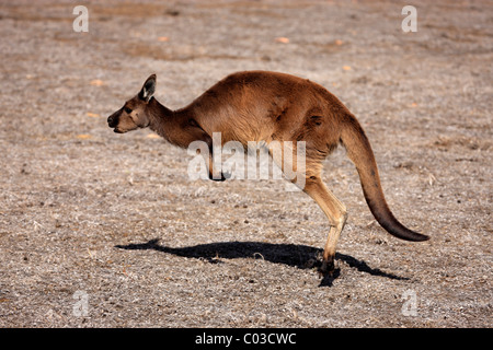 Western Grey Kangaroo, Kangaroo island subspecies (Macropus fuliginosus fuliginosus), adult, jumping, Kangaroo Island Stock Photo