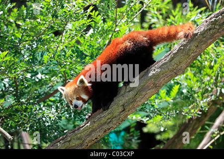 Red Panda (Ailurus fulgens fulgens adult), on tree, running, Asia Stock Photo