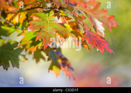 American oak (Quercus rubra) Stock Photo