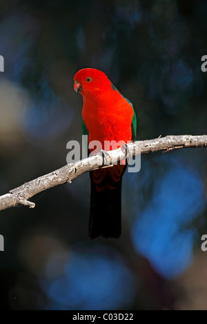 Australian King Parrot (Alisterus scapularis), male adult on tree, Broulee, New South Wales, Australia Stock Photo
