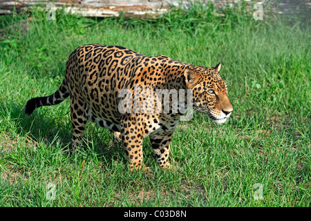 Jaguar (Panthera onca), adult male, Pantanal, Brazil, South America Stock Photo