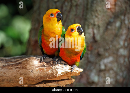 Jandaya Parakeet or Jenday Conure (Aratinga solstitialis jandaya), pair on a tree, Pantanal, Brazil, South America Stock Photo