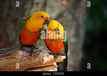 Jandaya Parakeet or Jenday Conure (Aratinga solstitialis jandaya), pair on a tree, Pantanal, Brazil, South America Stock Photo