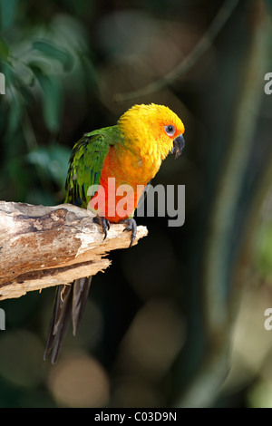 Jandaya Parakeet or Jenday Conure (Aratinga solstitialis jandaya), adult on a tree, Pantanal, Brazil, South America Stock Photo