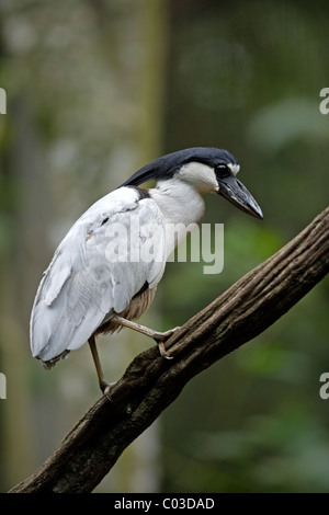Boat-billed Heron (Cochlearius cochlearius), adult on a tree, Pantanal, Brazil, South America Stock Photo