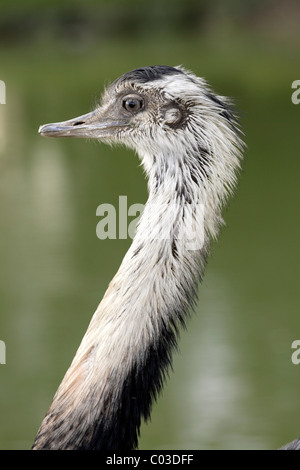 Greater Rhea (Rhea americana), adult male, portrait, Pantanal, Brazil, South America Stock Photo