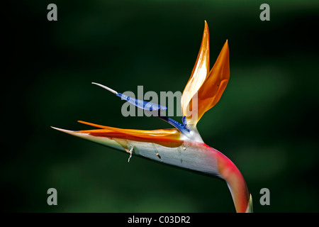 Strelitzia, Crane Flower or Bird of Paradise (Strelitzia reginae), flower, Brazil, South America Stock Photo