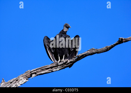 Black vulture (Coragyps atratus), adult on tree, Pantanal, Brazil, South America Stock Photo