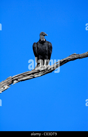 Black vulture (Coragyps atratus), adult on tree, Pantanal, Brazil, South America Stock Photo