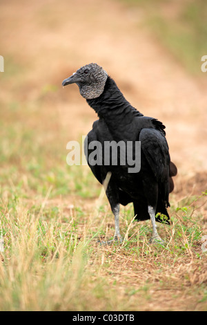 Black vulture (Coragyps atratus), adult on the ground, Pantanal, Brazil, South America Stock Photo