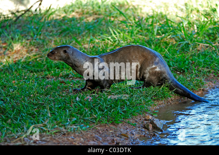 Giant Otter (Pteronura brasiliensis), adult on the shore, Pantanal, Brazil, South America Stock Photo