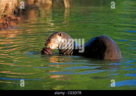 Giant Otter (Pteronura brasiliensis), adult, in the water eating fish prey, Pantanal, Brazil, South America Stock Photo