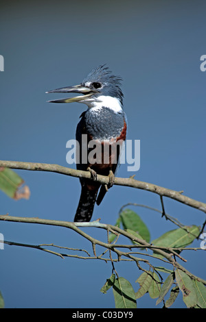 Ringed Kingfisher (Ceryle torquata) adult on branch, Pantanal, Brazil, South America Stock Photo