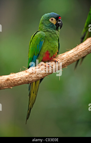 Blue-winged Macaw (Primolius maracana), adult in tree, Pantanal, Brazil, South America Stock Photo