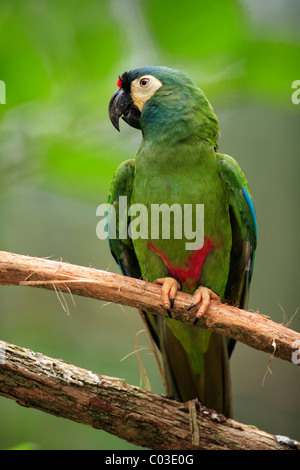 Blue-winged Macaw (Primolius maracana), adult in tree, Pantanal, Brazil, South America Stock Photo