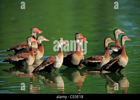 Brace of Black-bellied Whistling Ducks (Dendrocygna autumnalis) swimming on a pond, Pantanal, Brazil, South America Stock Photo
