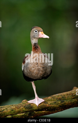 Black-bellied Whistling Duck (Dendrocygna autumnalis), adult on a tree, Pantanal, Brazil, South America