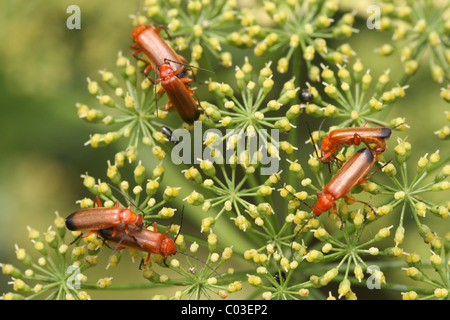 Mating soldier beetles on flowering parsley Stock Photo