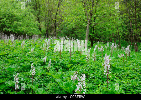 Common Butterbur (Petasites hybridus) in a swamp, Baden-Wuerttemberg, Germany, Europe Stock Photo