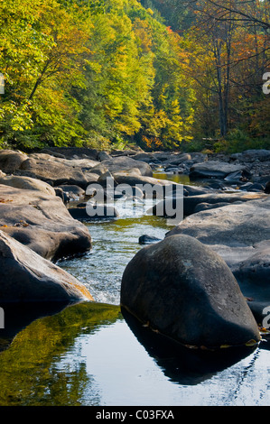 Fall colors along the Cranberry River located in the Cranberry River Wilderness Area, in the Monongahela National Forest, WV. Stock Photo