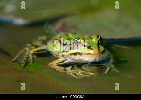 Pool Frog (Rana lessonae) on a Water Lily (Nymphaea) pad Stock Photo