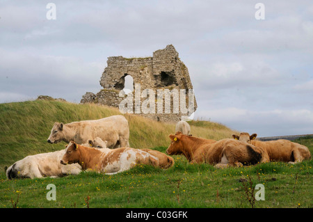 Ruins of a Norman castle at Clonmacnoise, cattle in front, on the Shannon, Midlands, Republic of Ireland, Europe Stock Photo