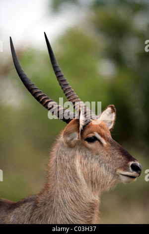 Common Waterbuck (Kobus ellipsiprymnus), adult, male, portrait, Kruger National Park, South Africa, Africa, Stock Photo