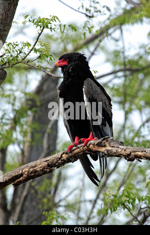 Bateleur (Terathopius ecaudatus), adult on tree, Kruger National Park, South Africa, Africa, Stock Photo