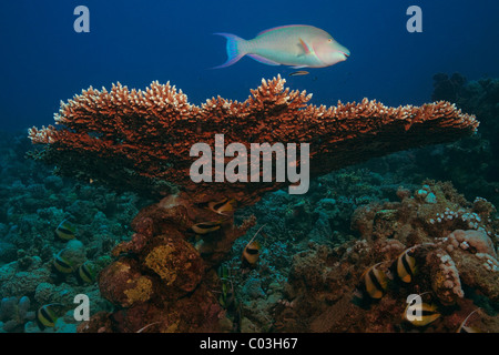 Pacific Longnose Parrotfish swimming over Giant Table Coral (Acropora Hyacinthus), Marsa Alam, Red Sea, Egypt, Africa Stock Photo