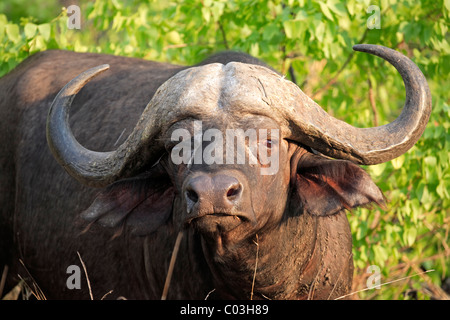 African Buffalo (Syncerus caffer), bull, portrait, Kruger National Park, South Africa, Africa Stock Photo