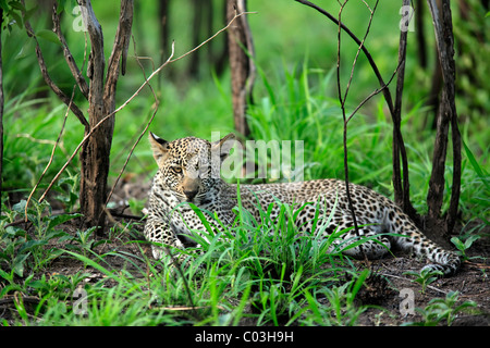 Leopard (Panthera pardus), resting cub, Sabisabi Private Game Reserve, Kruger National Park, South Africa, Africa Stock Photo