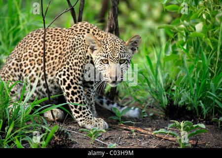 Leopard (Panthera pardus), cub, Sabisabi Private Game Reserve, Kruger National Park, South Africa, Africa Stock Photo