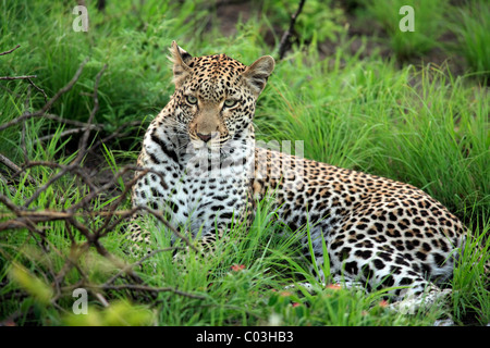 Leopard (Panthera pardus), adult resting, Sabisabi Private Game Reserve, Kruger National Park, South Africa, Africa Stock Photo