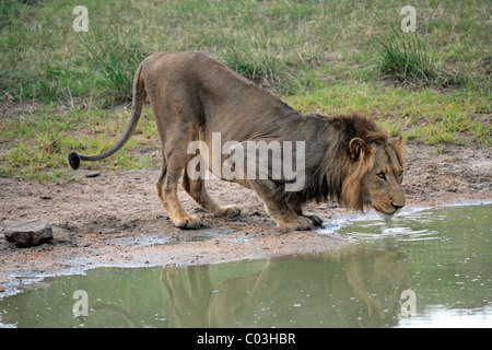Lion (Panthera leo), male adult drinking from a water hole, Sabisabi Private Game Reserve, Kruger National Park, South Africa Stock Photo