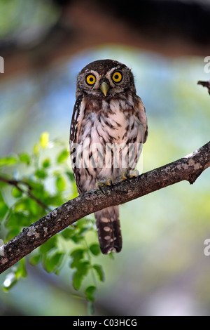 Pearl-spotted Owlet (Glaucidium perlatum), adult in tree, Kruger National Park, South Africa, Africa Stock Photo
