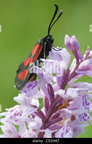 Slender Scotch Burnet moth (Zygaena loti or Lictoria Lotis), Seiser Alm, Dolomites, Alto Adige, Italy, Europe Stock Photo