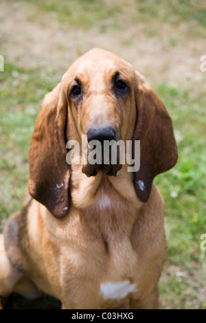Young bloodhound, St. Hubert hound or Sleuth Hound, female, portrait Stock Photo