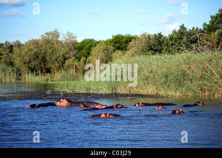 Hippopotamus (Hippopatamus amphibius), group in the water, St. Lucia Wetland Park, South Africa, Africa Stock Photo