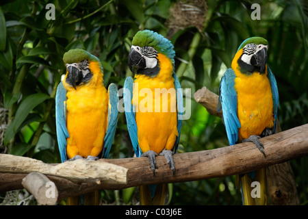 Blue and Gold Macaws (Ara ararauna), adult birds on a branch, South America