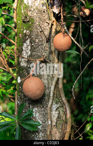 Cannonball Tree (Couroupita guianensis), fruit on the tree, Singapore, Asia Stock Photo