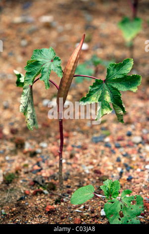 Okra or Lady's Fingers (Abelmoschus esculentus), plant with fruit Stock Photo