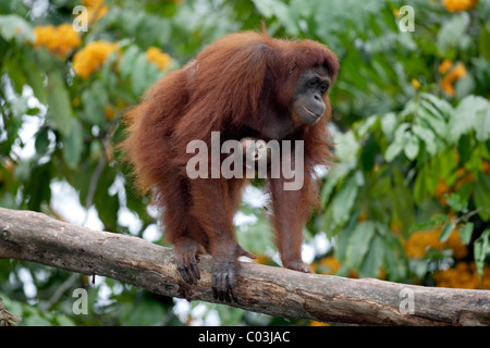 Borneo Orangutan (Pongo pygmaeus), female adult with young in a tree, Asia Stock Photo