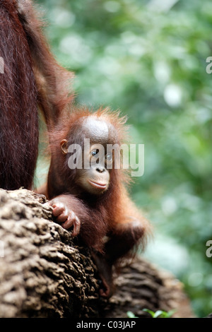Bornean Orangutan (Pongo pygmaeus), young in a tree, Asia Stock Photo