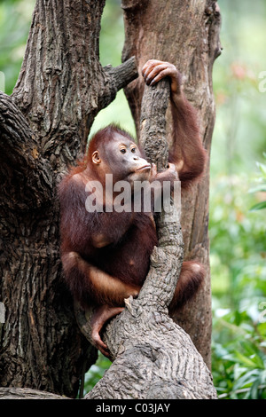 Bornean Orangutan (Pongo pygmaeus), juvenile in a tree, Asia Stock Photo
