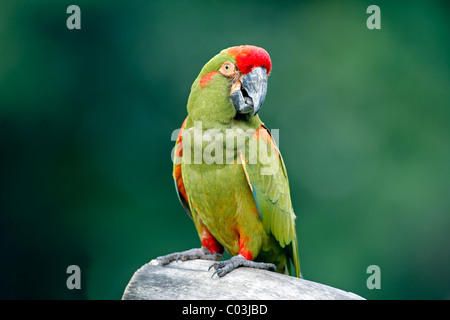 Red-fronted Macaw (Ara rubrogenys), adult bird in a tree, South America Stock Photo