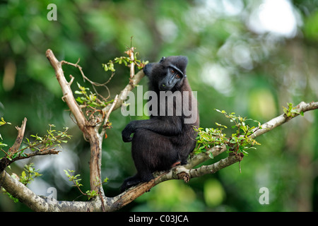 Celebes Crested Macaque (Macaca nigra), juvenile on a tree, Sulawesi, Pacific Ocean Stock Photo